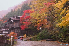 雨中の秘湯の紅葉