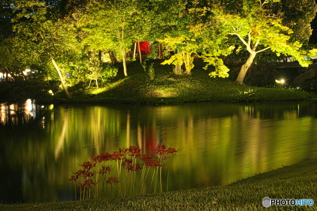 夜の彼岸花＃１