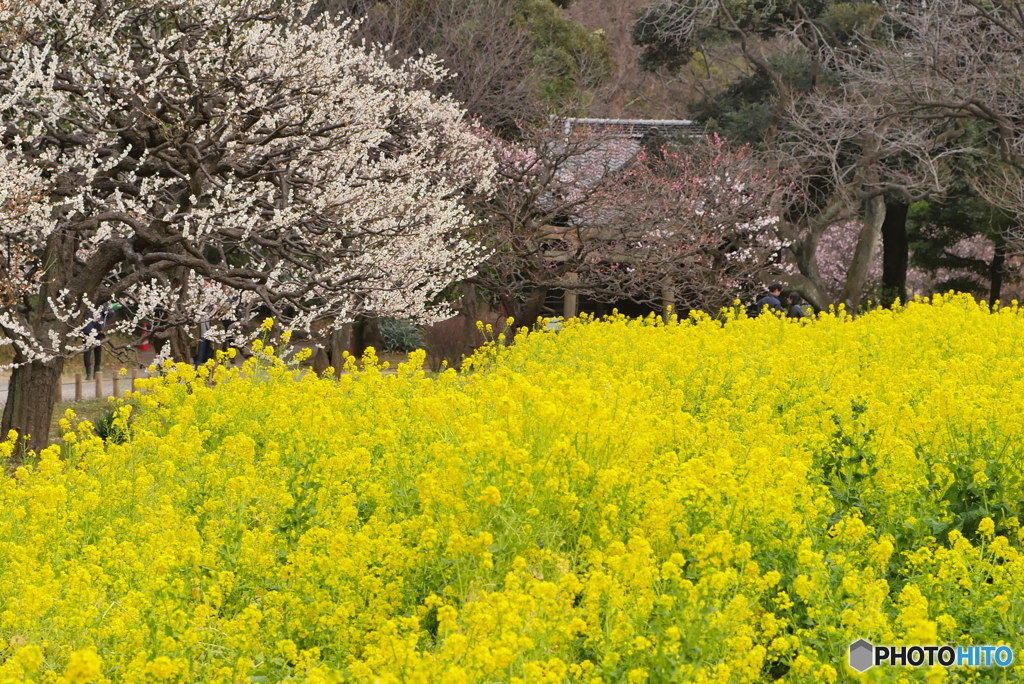春が来た　P1090665