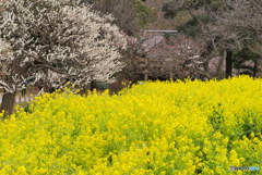 春が来た　P1090665