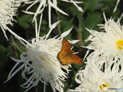 江戸菊にツマグロヒョウモン