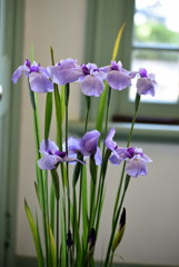 すくっと花菖蒲　DSC_8837