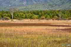 奥日光の初秋６ー草紅葉その２