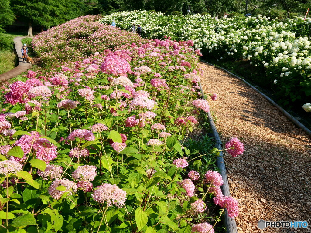 ピンクと白　P1102635