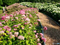 ピンクと白　P1102635