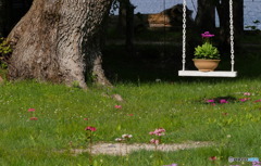 ブランコ　P1040912