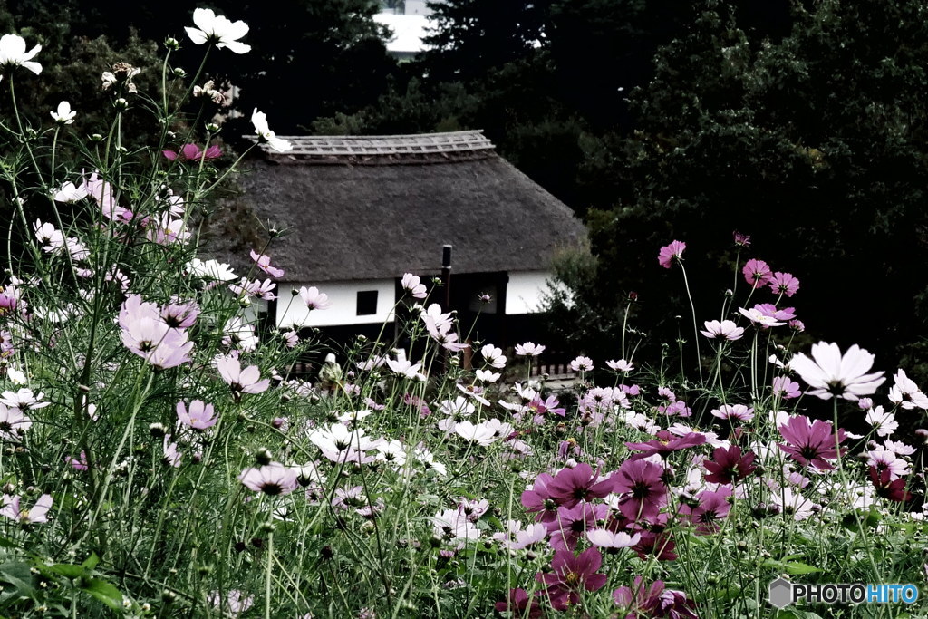 茅葺屋根にコスモス　P1005652
