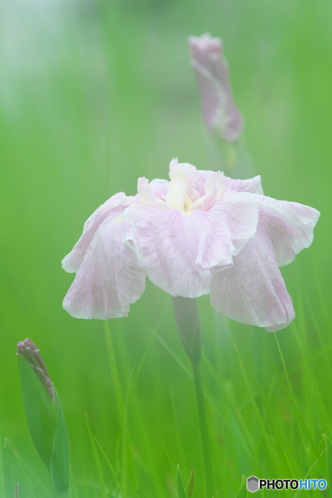 花菖蒲＃３