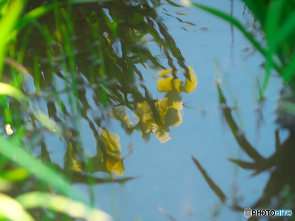 花菖蒲の姿＃７