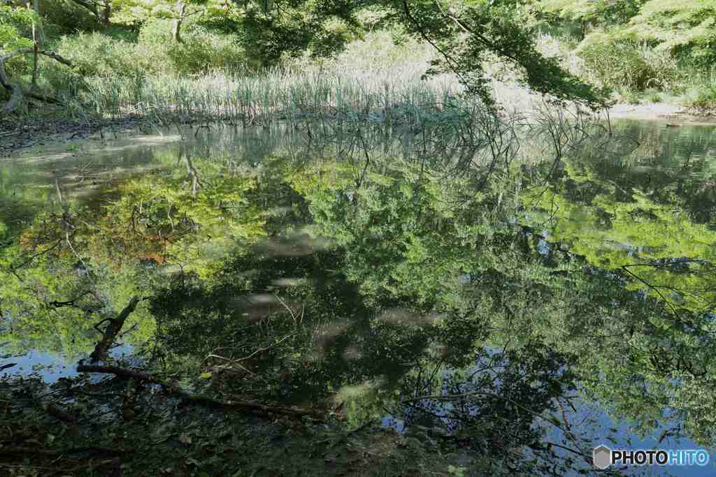 新宿御苑～pond