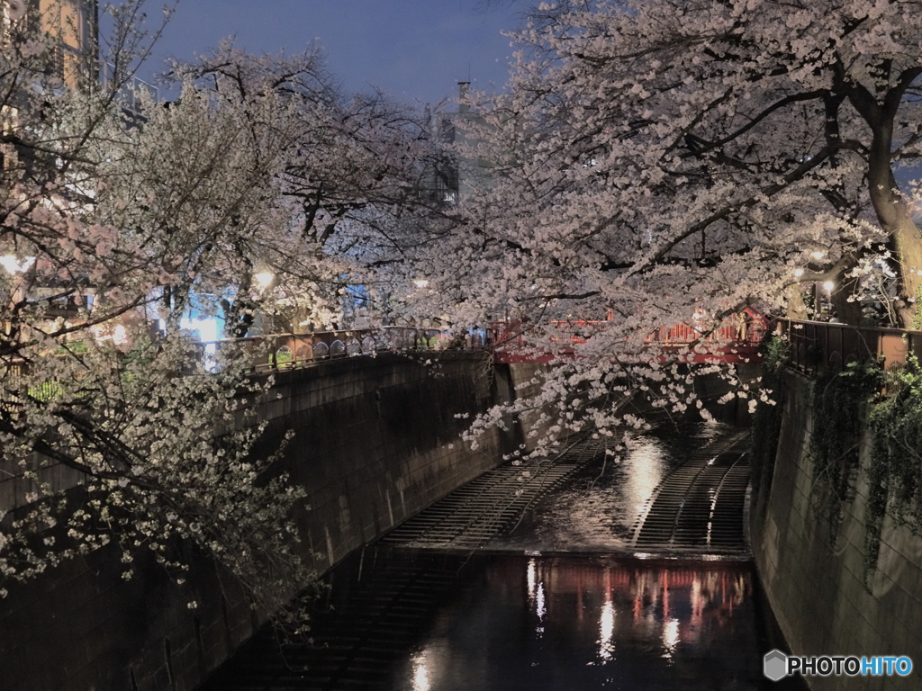 目黒川夜桜　P3280447 (2)