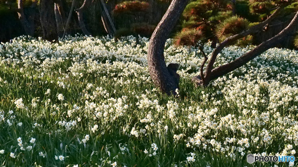 水仙と松　P1030990