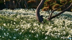 水仙と松　P1030990