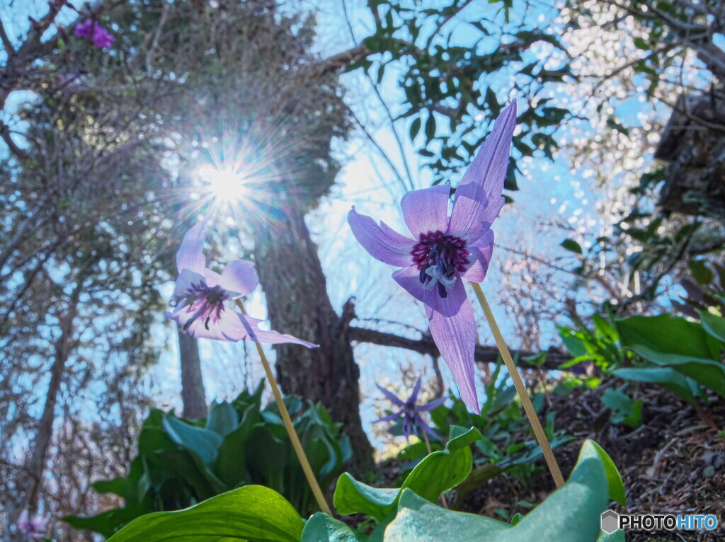 カタクリの花＃２