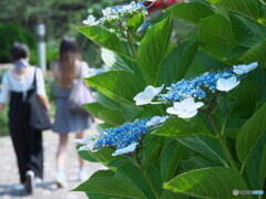 どちらがお好み？