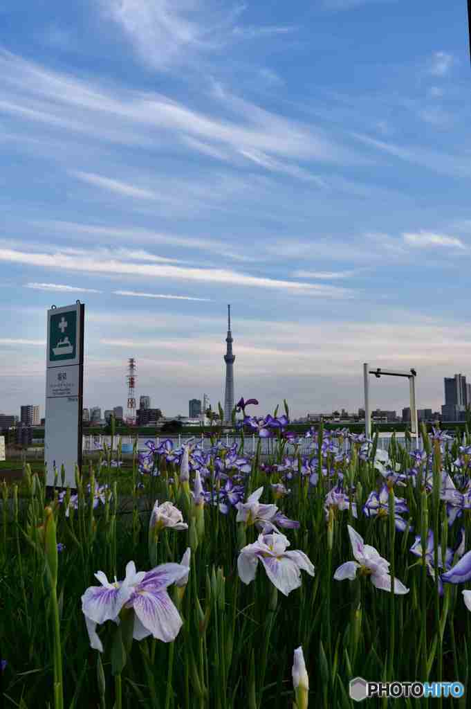 スカイツリー遠望～２