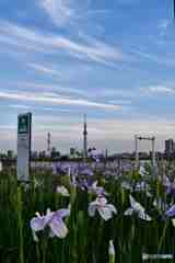 スカイツリー遠望～２