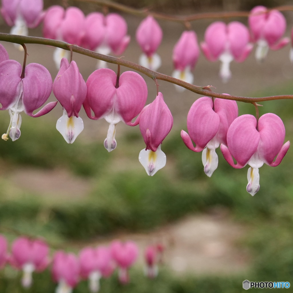 鯛釣草　P1077953