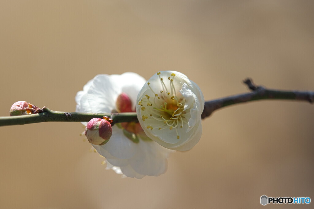 令和天皇即位記念の梅～玉牡丹