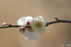 令和天皇即位記念の梅～玉牡丹