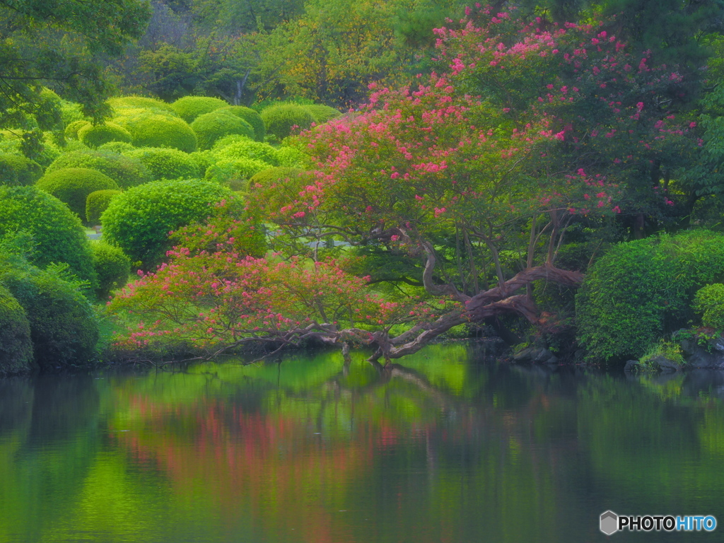百日紅の花　P9153432