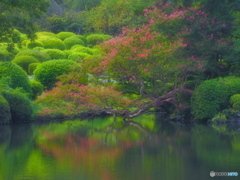 百日紅の花　P9153432