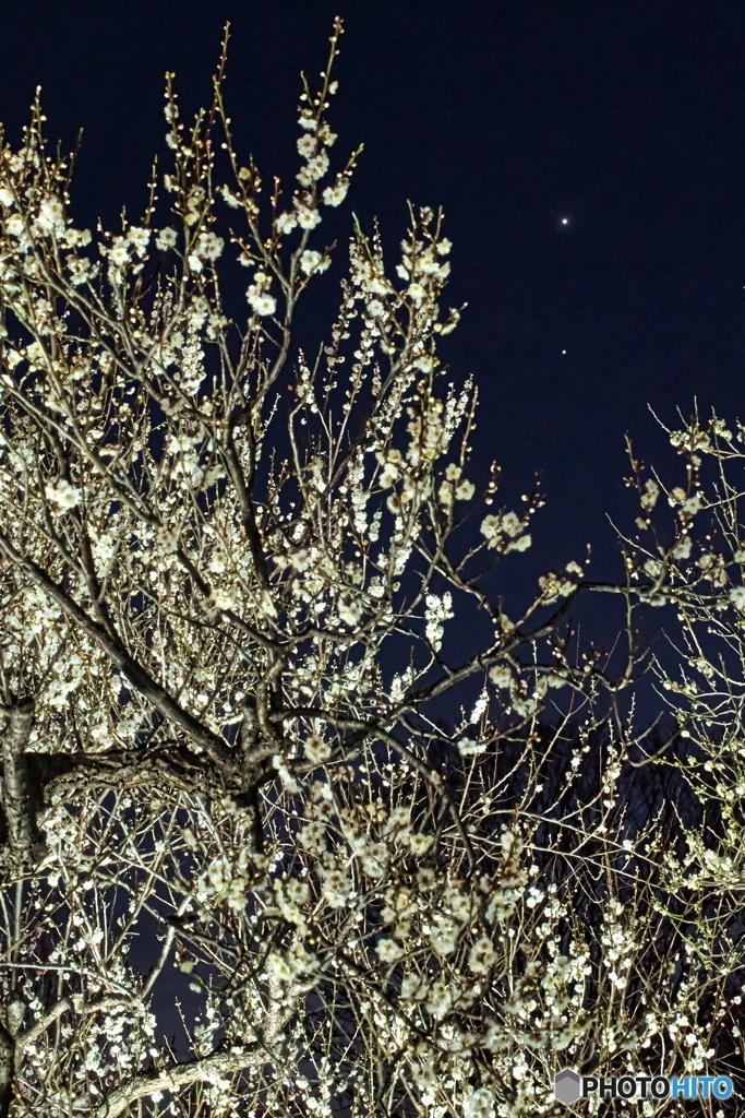 白梅の夜空に金星・木星大接近