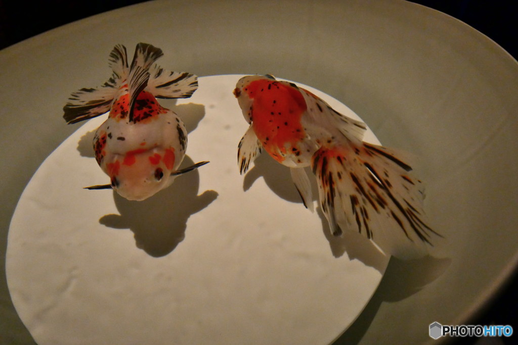 金魚の涼其の1　P1130543