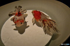 金魚の涼其の1　P1130543