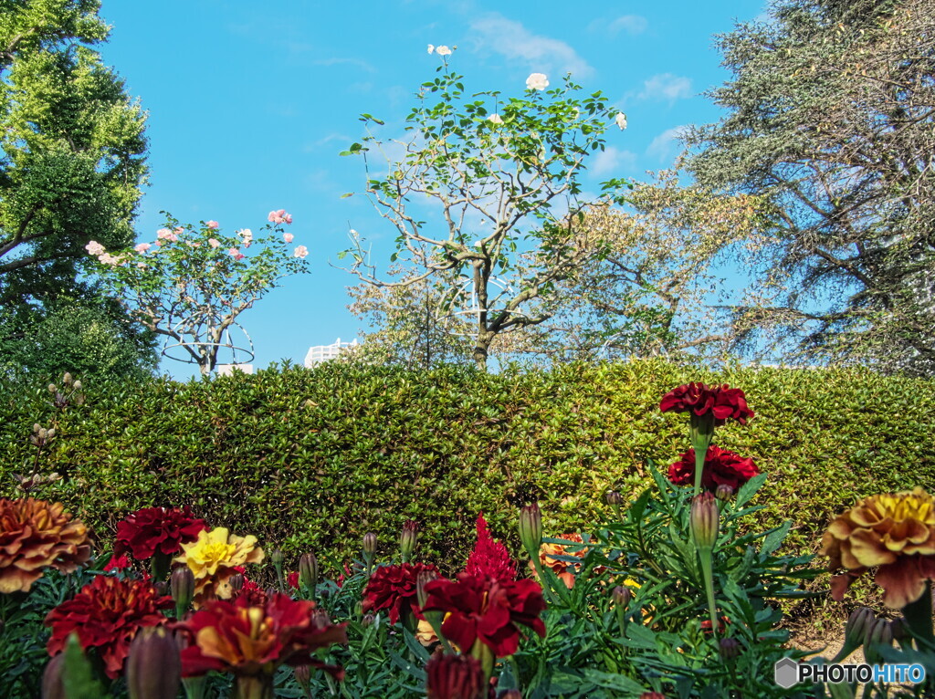 秋の花が懐かしい＃１