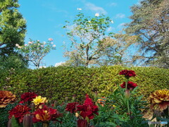 秋の花が懐かしい＃１