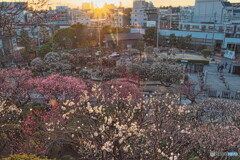 日没の梅園＃２