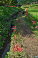 曼珠沙華の咲く里山の道 曼珠沙華の咲く里山の道