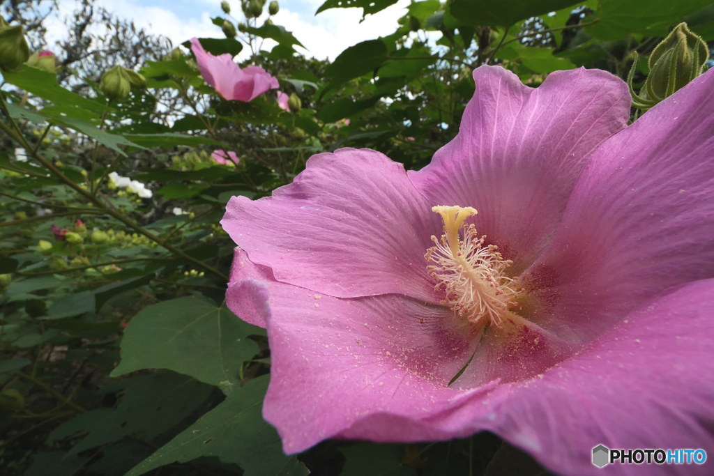 芙蓉紅白其の1　P1004998