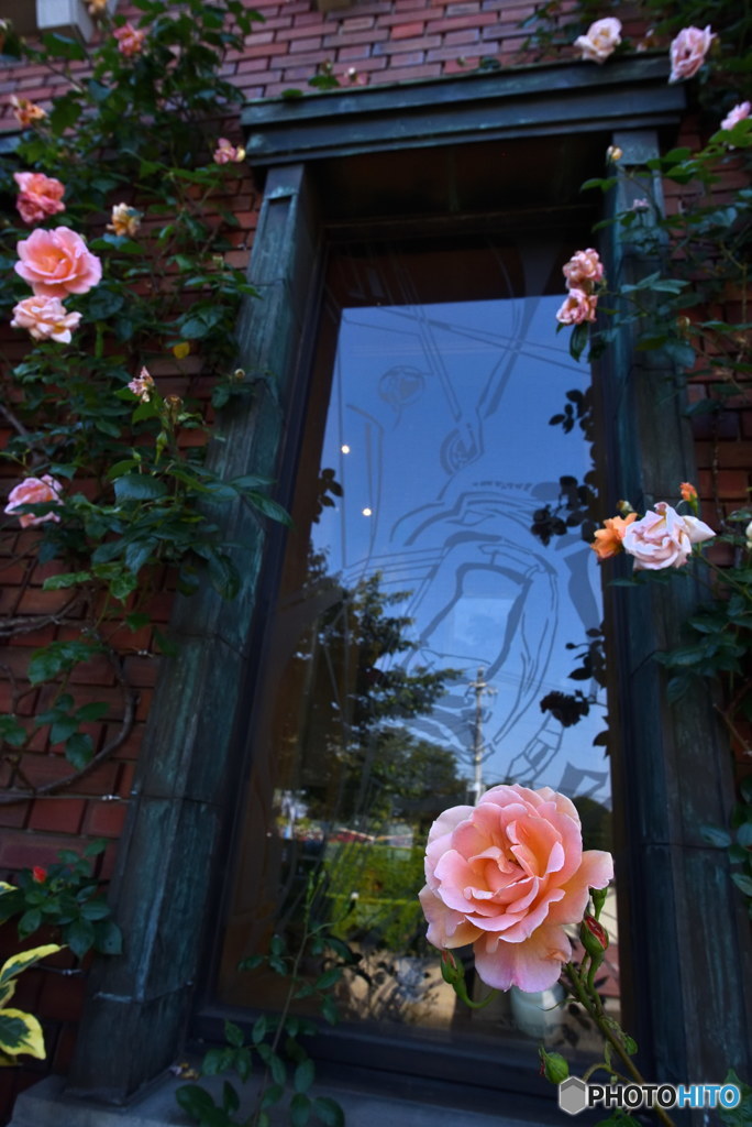窓とバラ　DSC_9132