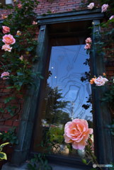 窓とバラ　DSC_9132