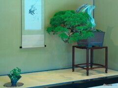 盆栽～真柏其の２