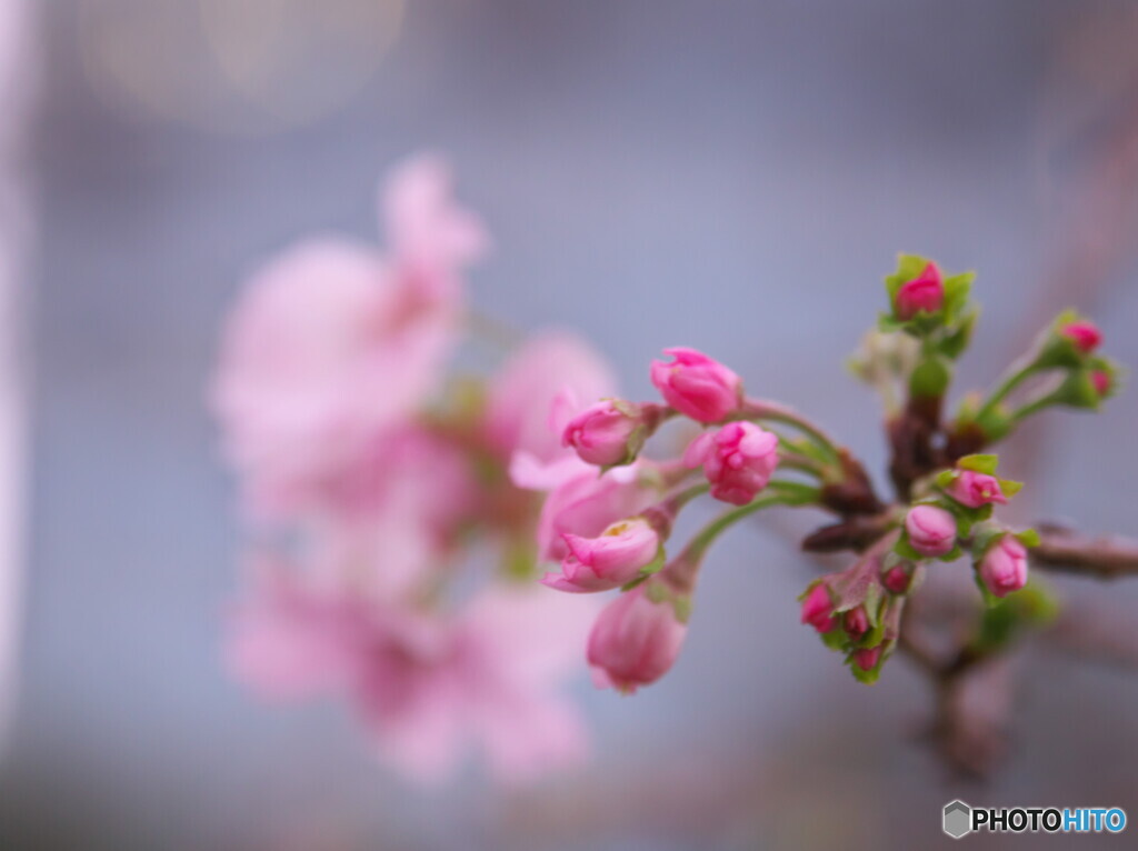 旧芝離宮の晩秋の花～十月桜