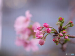 旧芝離宮の晩秋の花～十月桜