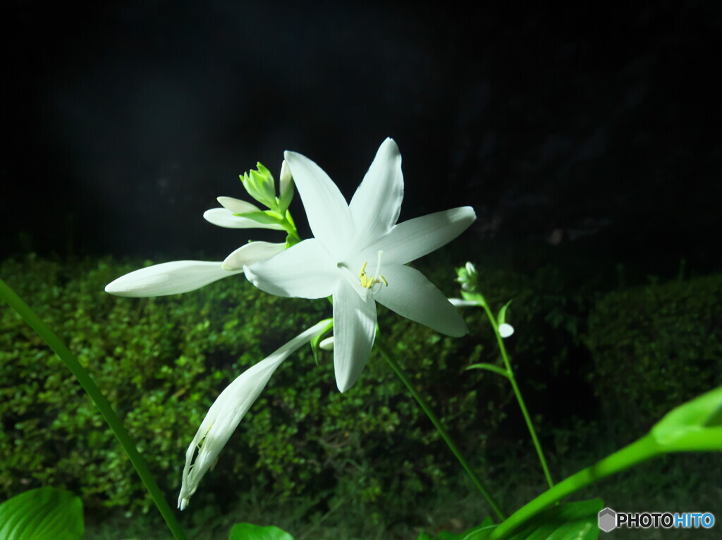 タカノカンザシ