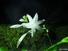 タカノカンザシ