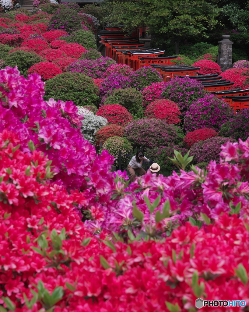 ツツジに囲まれて其の１　P1184548