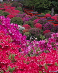 ツツジに囲まれて其の１　P1184548