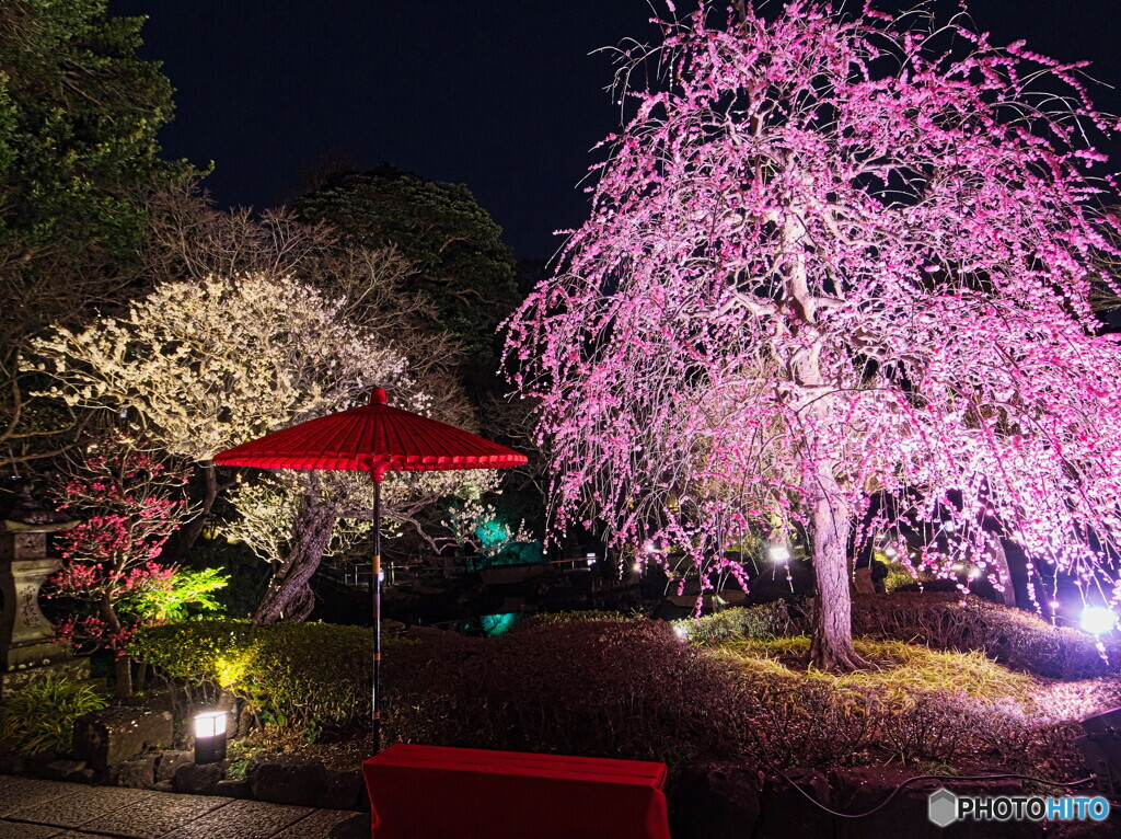 長谷寺の夜の梅さんぽ＃２