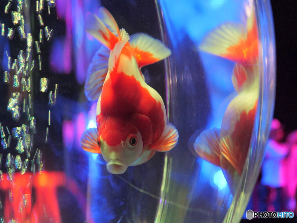 まん丸　P1103509_01