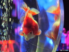 まん丸　P1103509_01