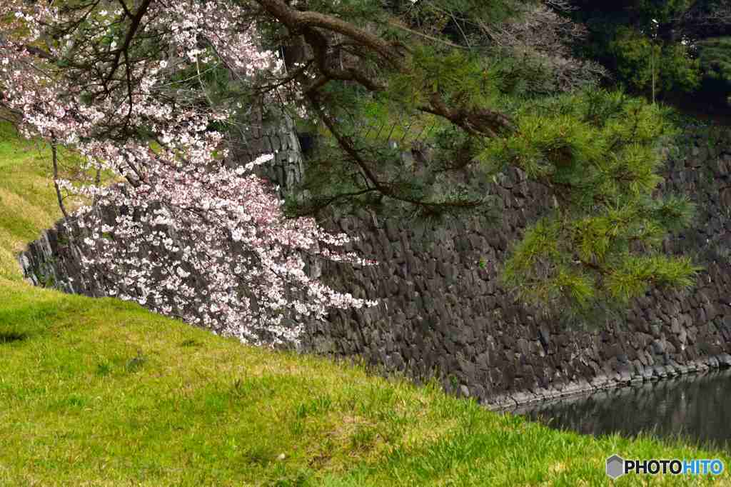 皇居乾通り一般公開～乾濠にせり出す桜
