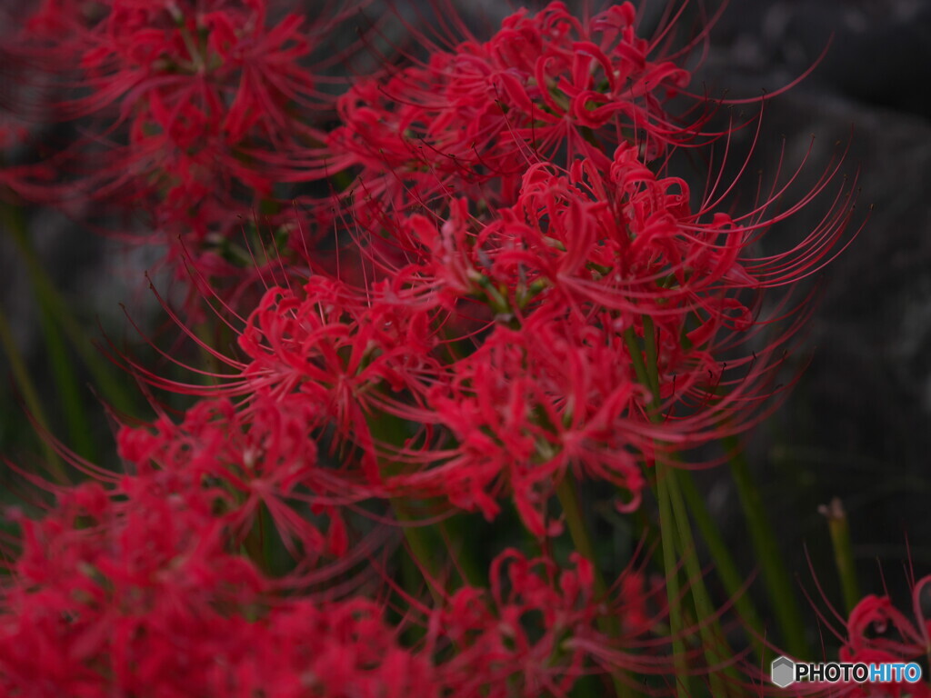 曼珠沙華三景～其の1