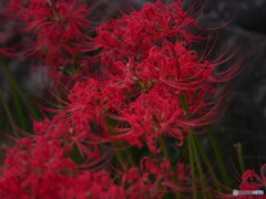 曼珠沙華三景～其の1