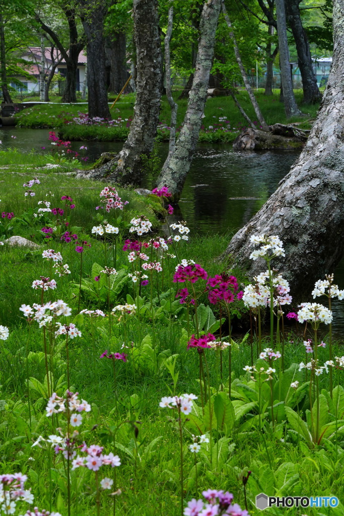 なんて姿勢の良い花でしょう